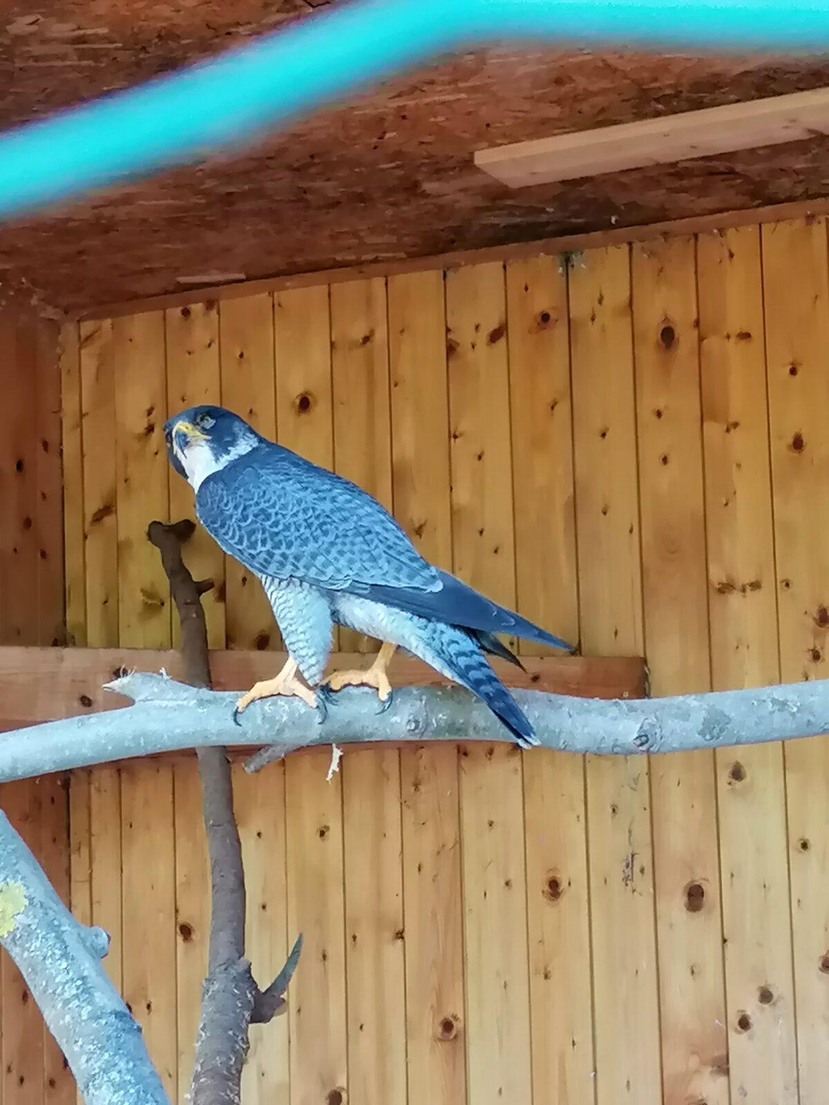 Sláva, nazdar výletu!!!!!! "Záchranná stanice Pasíčka" - 78