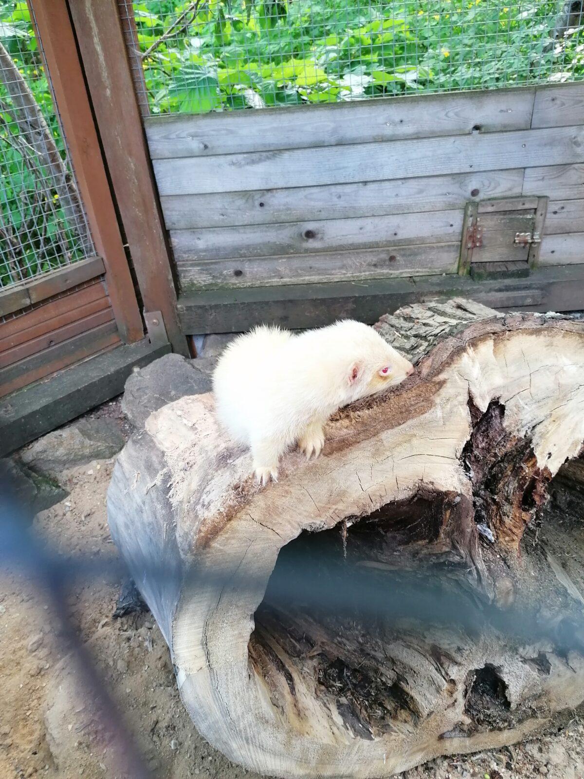 Sláva, nazdar výletu!!!!!! "Záchranná stanice Pasíčka" - 91