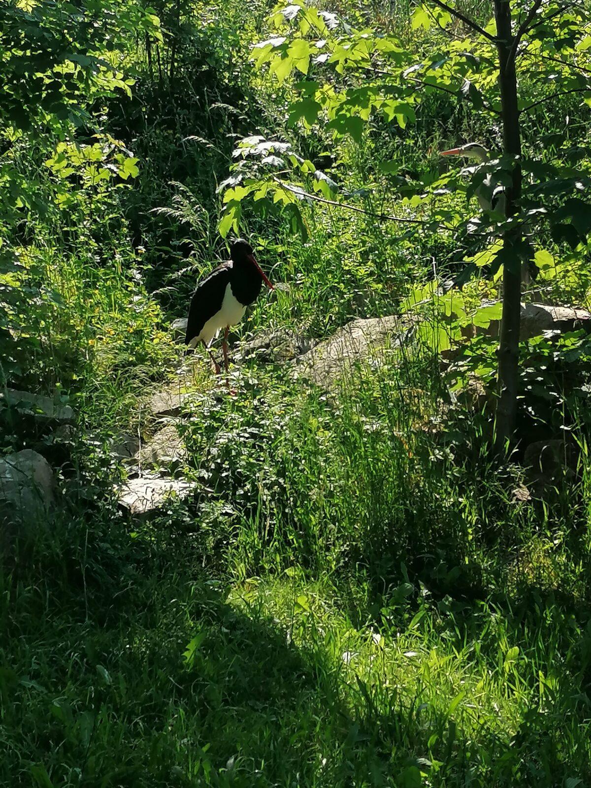 Sláva, nazdar výletu!!!!!! "Záchranná stanice Pasíčka" - 98