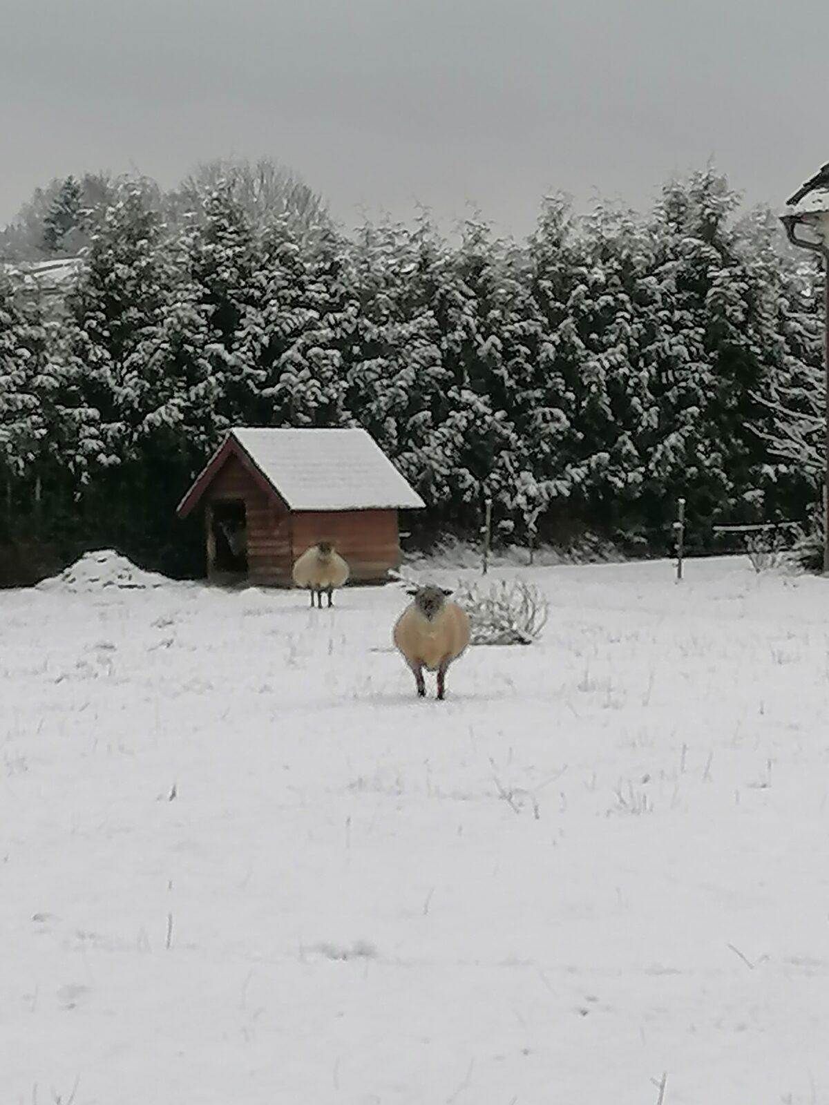 "Zvířátka a ptáčci v zimě" - skupinové práce :-) - 89