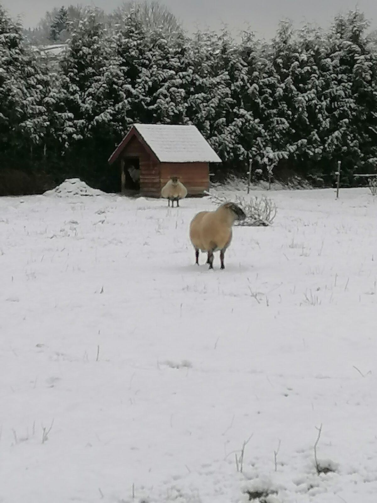 "Zvířátka a ptáčci v zimě" - skupinové práce :-) - 90