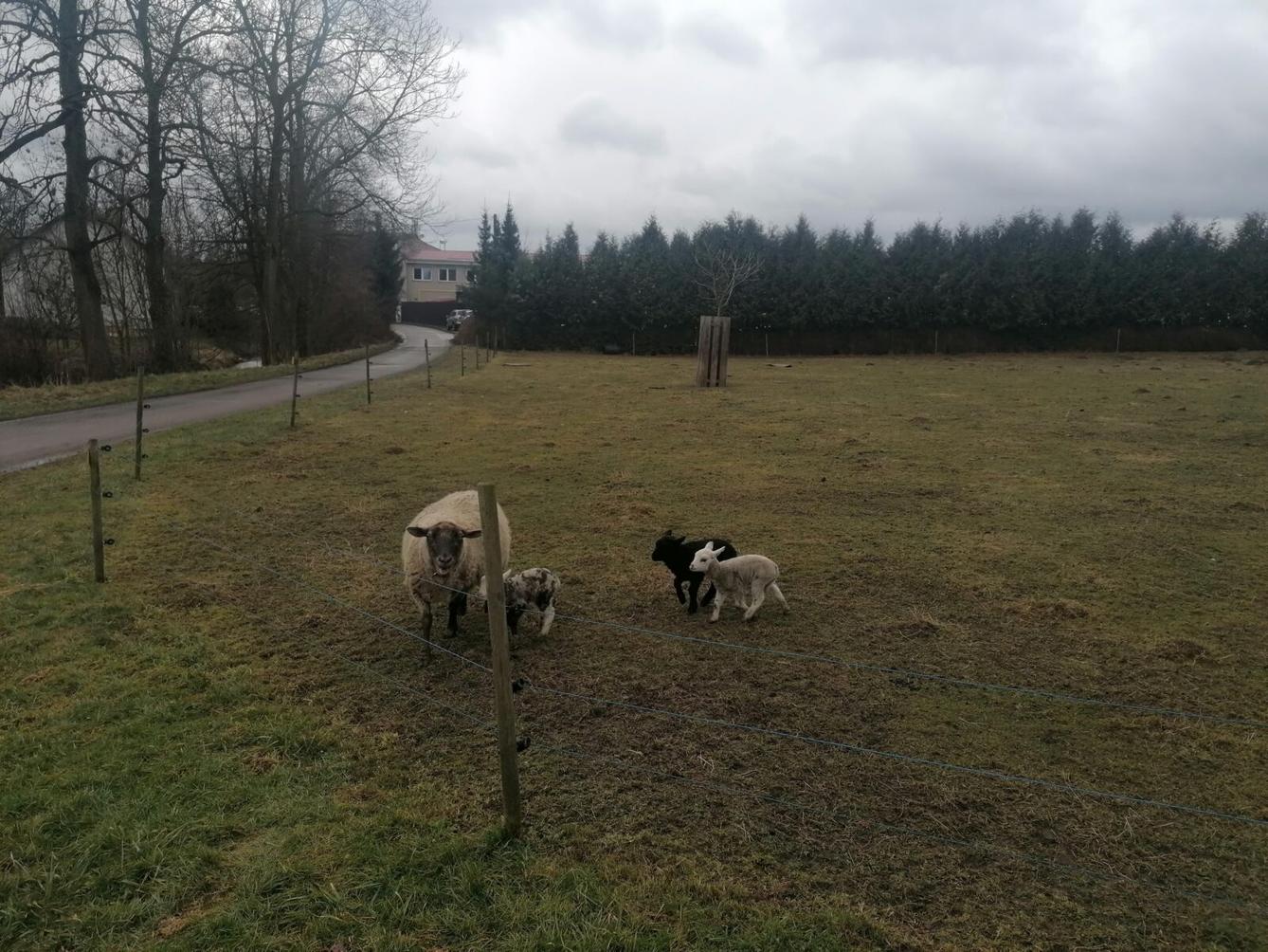 "Máme rádi zvířata" aneb "vycházky za zvířátky" :-) - 1