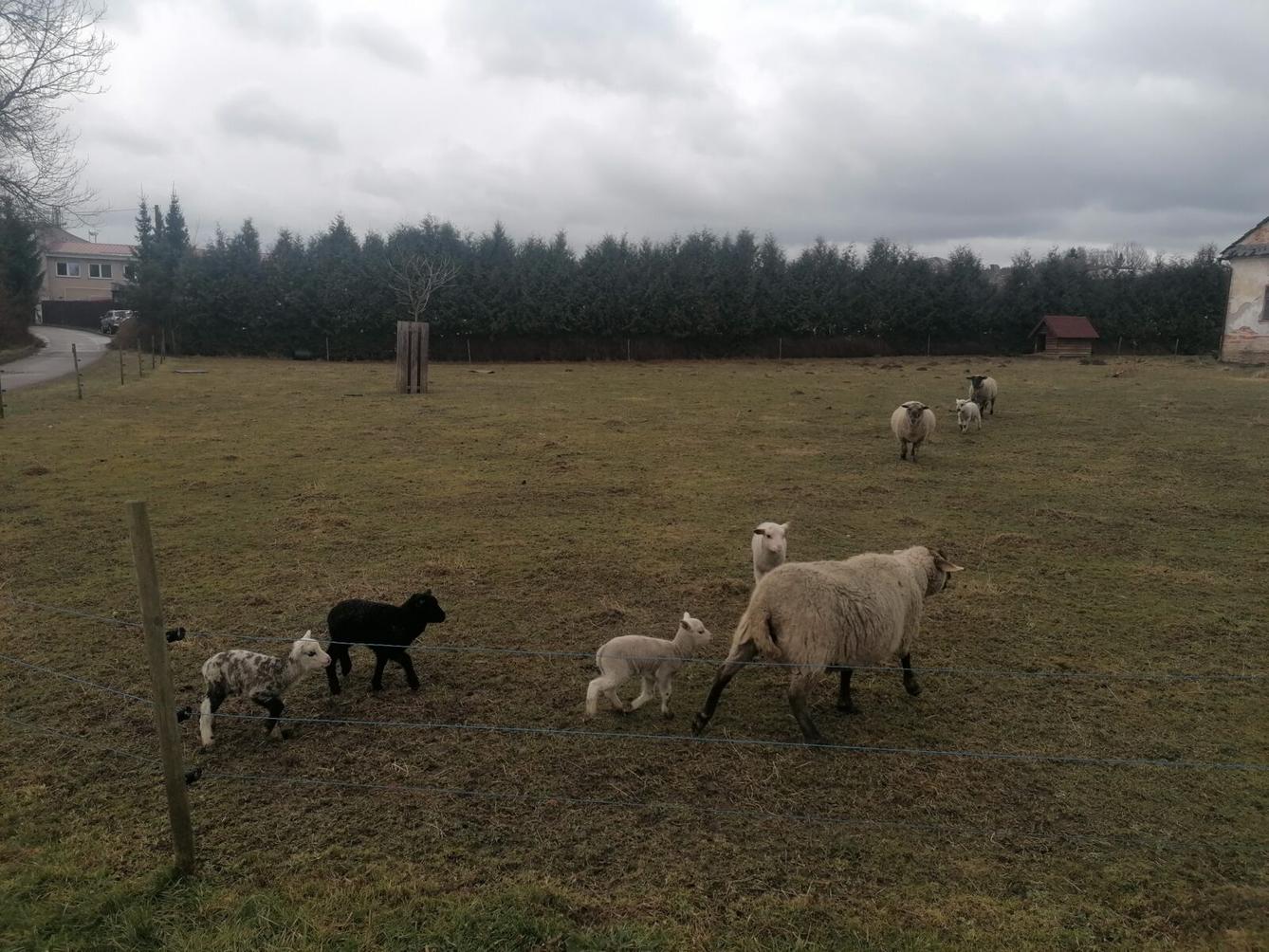 "Máme rádi zvířata" aneb "vycházky za zvířátky" :-) - 2