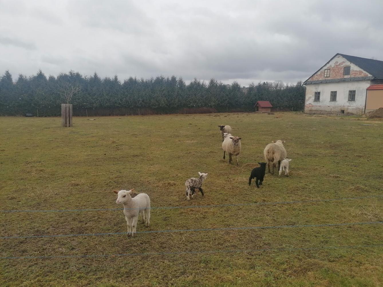 "Máme rádi zvířata" aneb "vycházky za zvířátky" :-) - 3