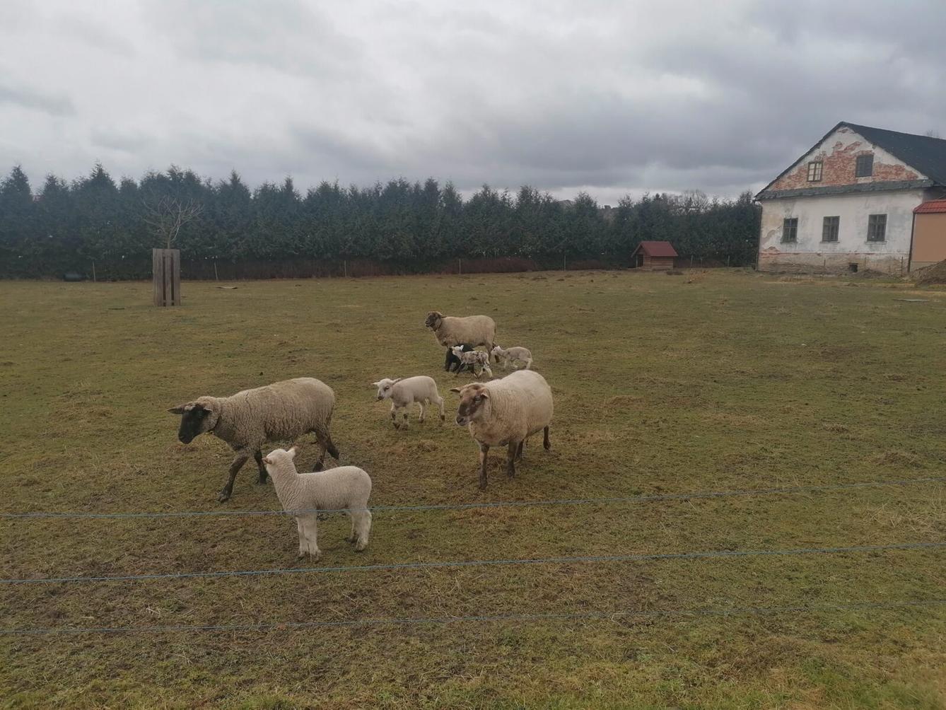 "Máme rádi zvířata" aneb "vycházky za zvířátky" :-) - 4