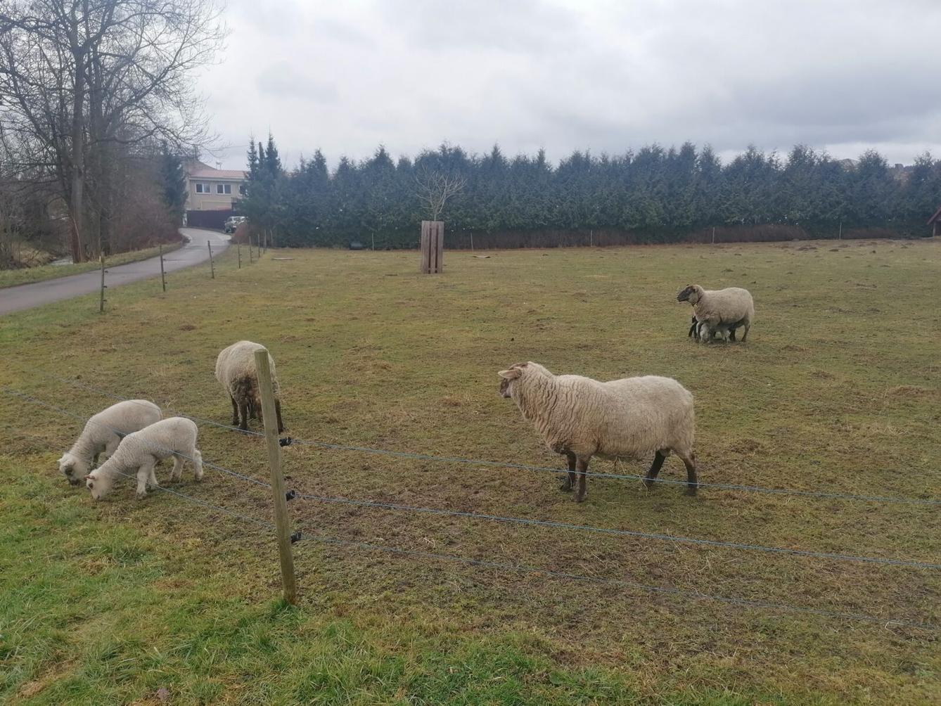 "Máme rádi zvířata" aneb "vycházky za zvířátky" :-) - 5
