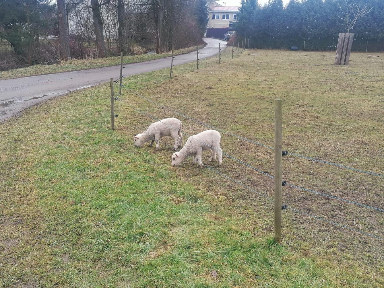 "Máme rádi zvířata" aneb "vycházky za zvířátky" :-) - 7