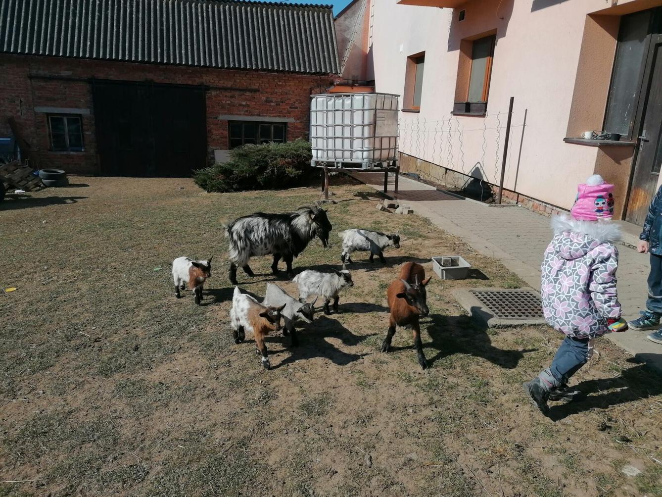 "Máme rádi zvířata" aneb "vycházky za zvířátky" :-) - 9
