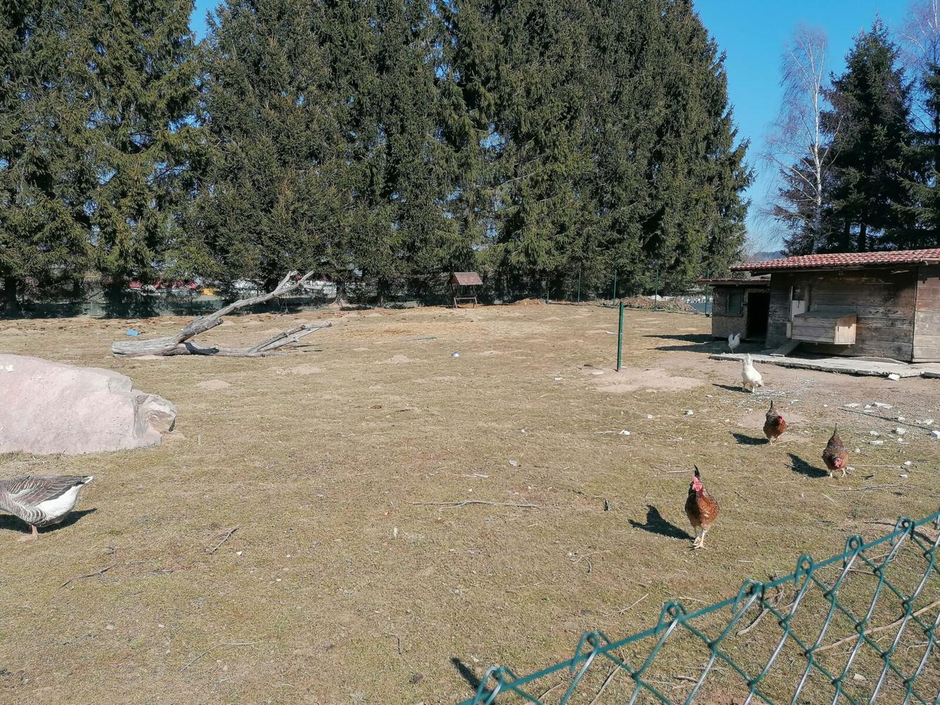 "Máme rádi zvířata" aneb "vycházky za zvířátky" :-) - 25