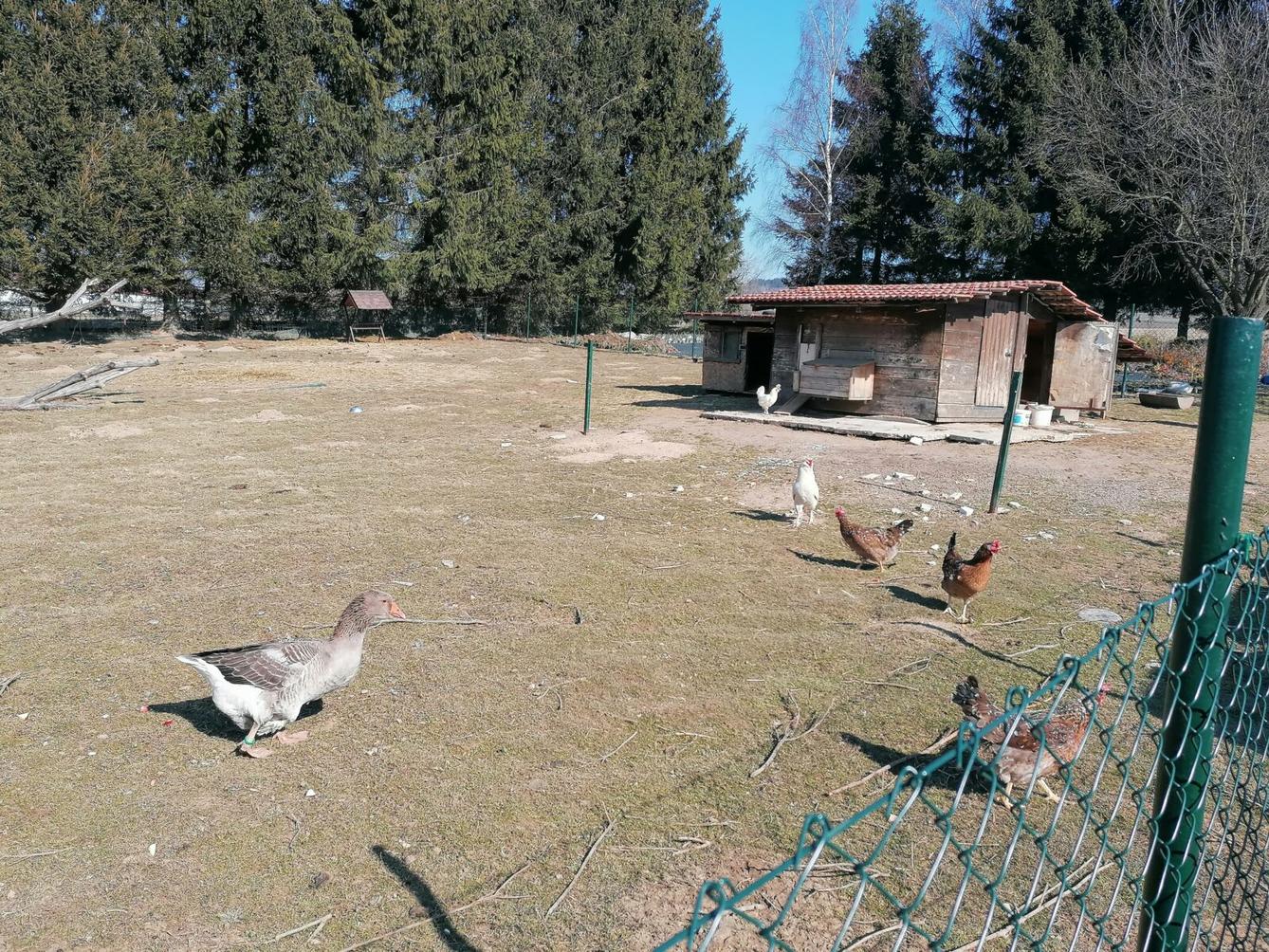 "Máme rádi zvířata" aneb "vycházky za zvířátky" :-) - 26