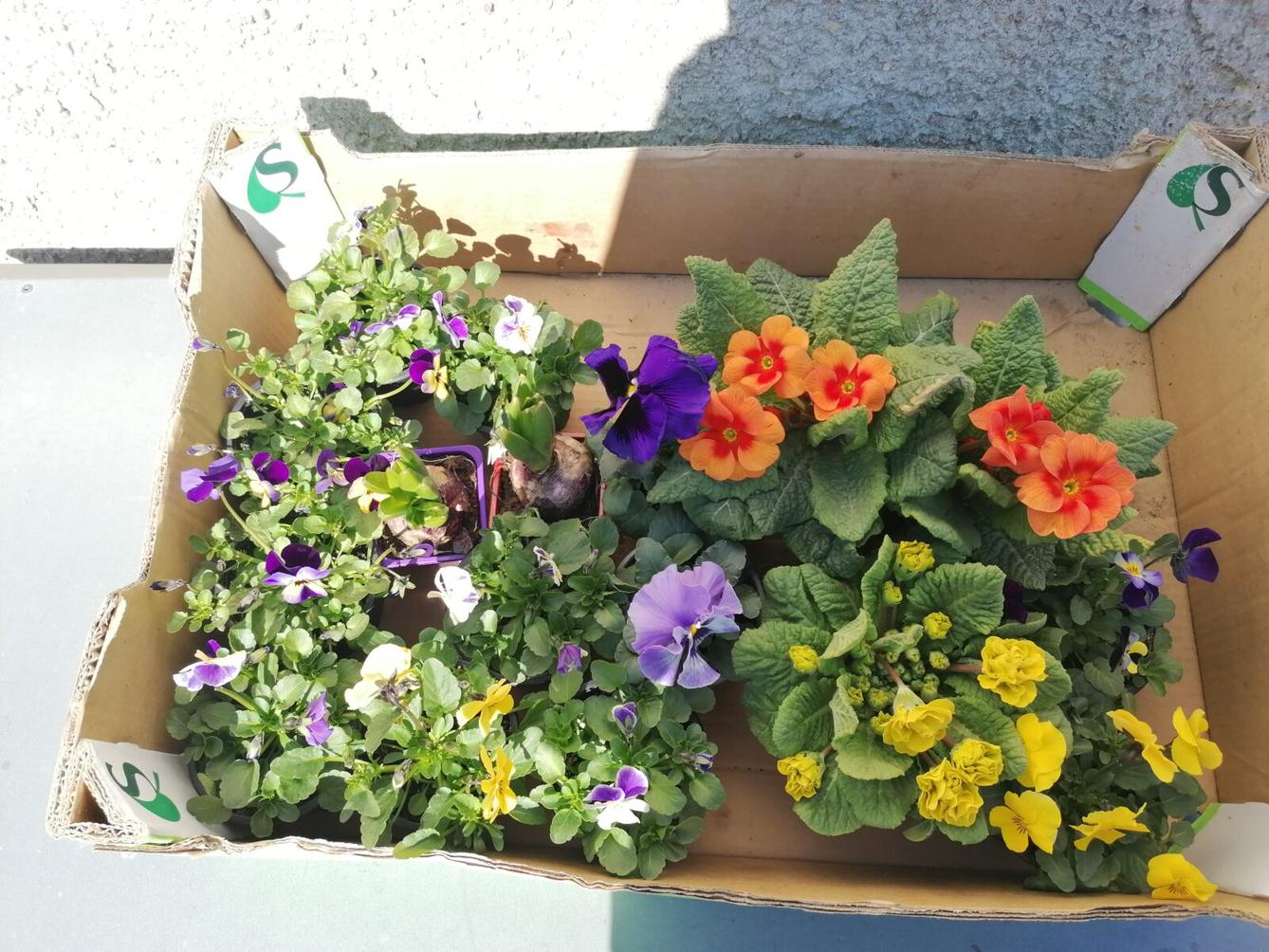 Návštěva zahradnictví:-) - 6