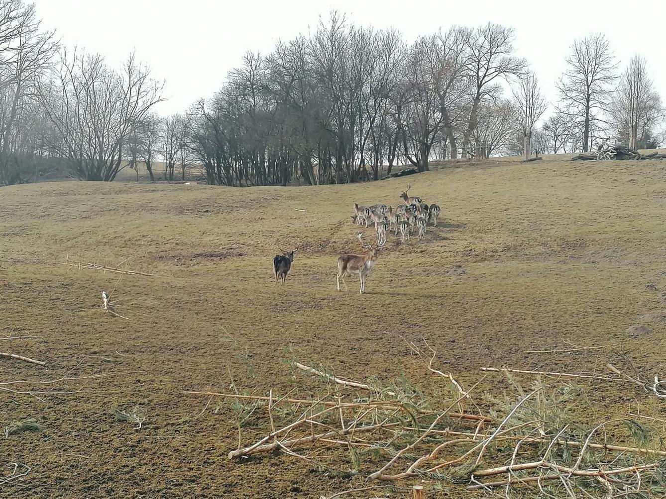"Máme rádi zvířata" aneb "vycházky za zvířátky" :-) - 31