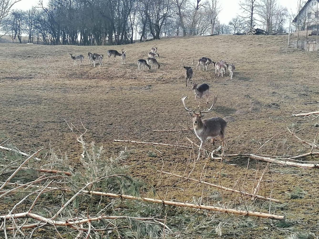 "Máme rádi zvířata" aneb "vycházky za zvířátky" :-) - 32