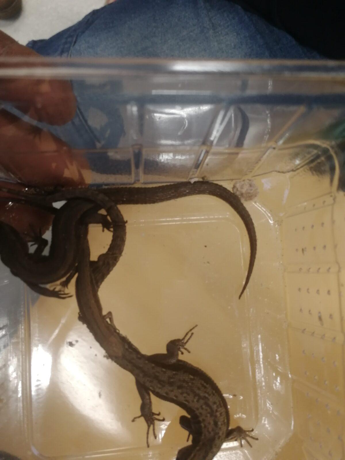 Přednáška o chovu terarijních zvířat - 28