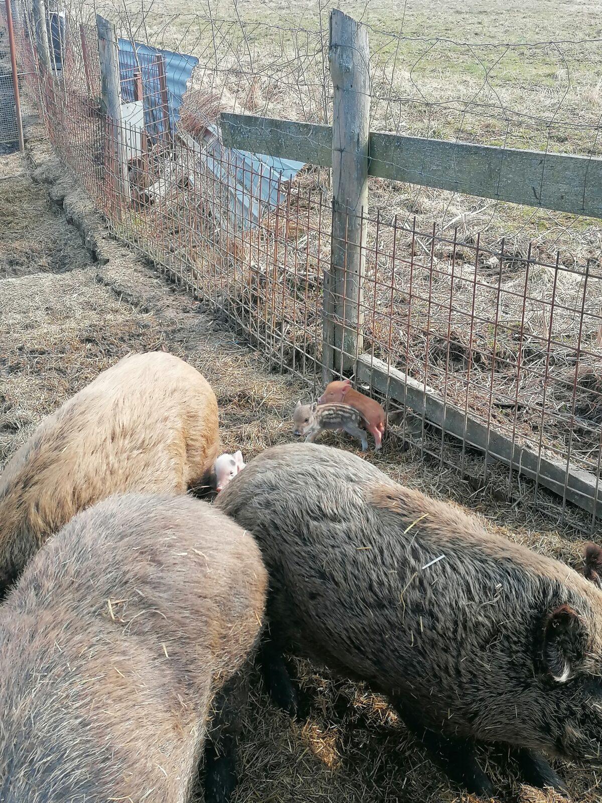 "Máme rádi zvířata" aneb "vycházky za zvířátky" :-) - 35