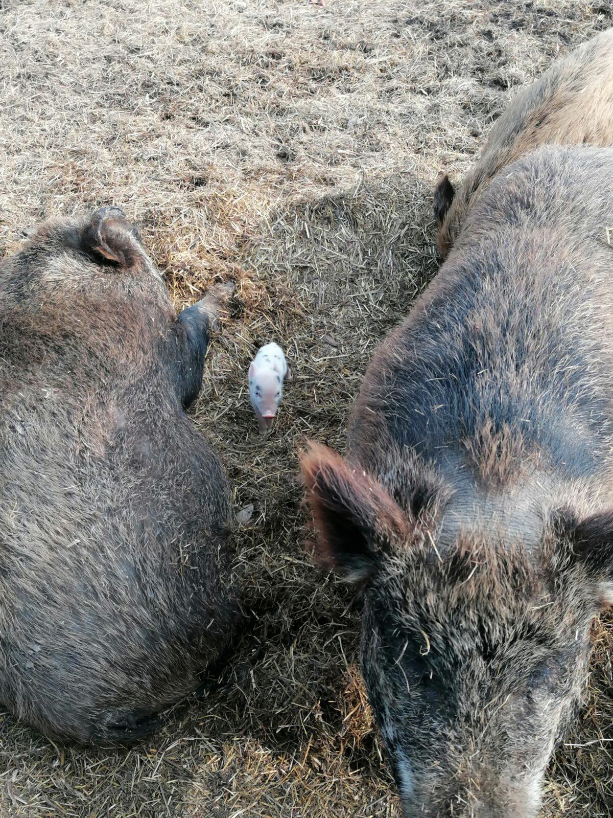 "Máme rádi zvířata" aneb "vycházky za zvířátky" :-) - 36