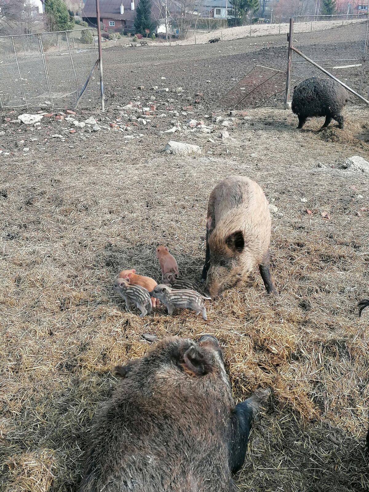 "Máme rádi zvířata" aneb "vycházky za zvířátky" :-) - 39
