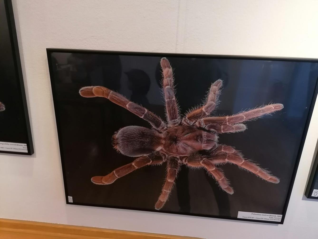 výlet na výstavu pavouků v Ústí nad Orlicí :-) - 51