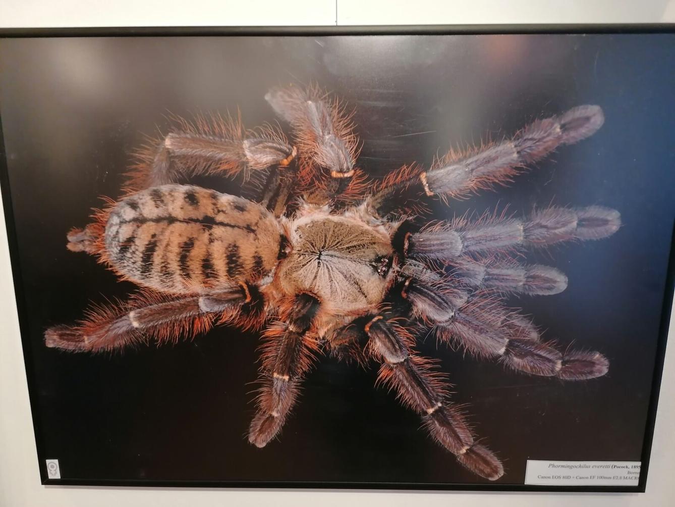 výlet na výstavu pavouků v Ústí nad Orlicí :-) - 52