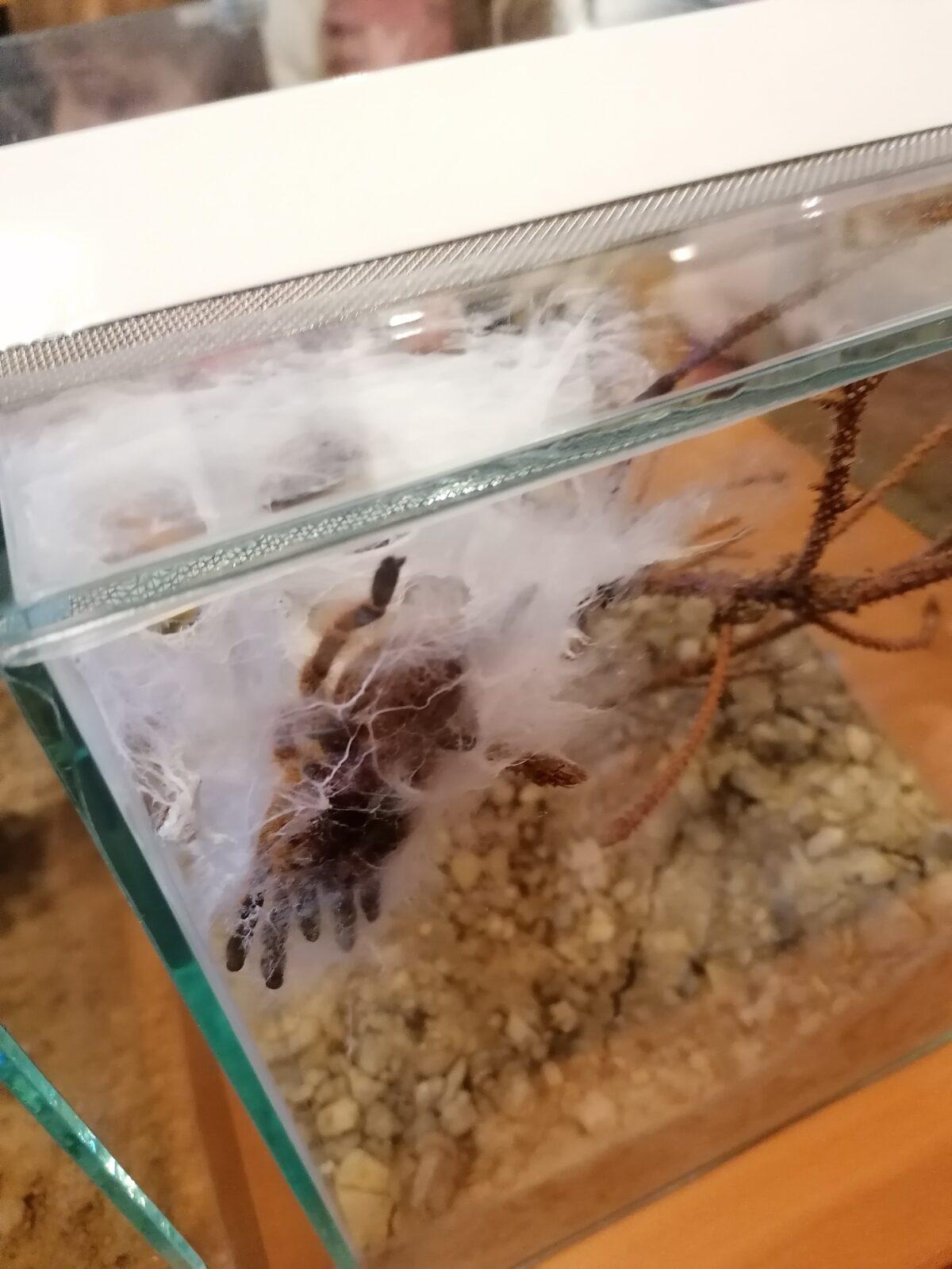 výlet na výstavu pavouků v Ústí nad Orlicí :-) - 61