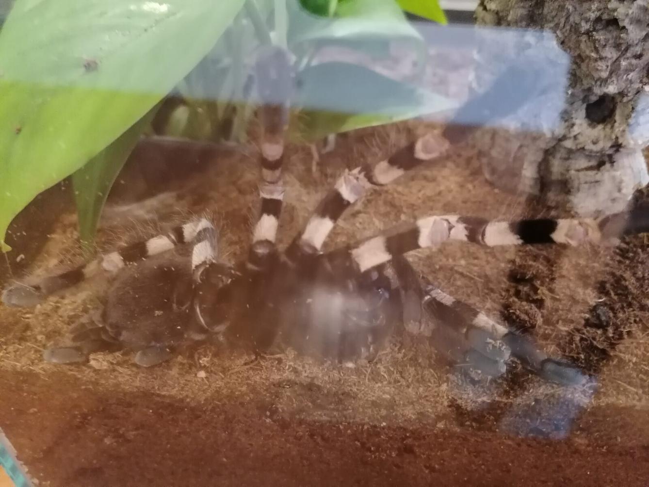 výlet na výstavu pavouků v Ústí nad Orlicí :-) - 64