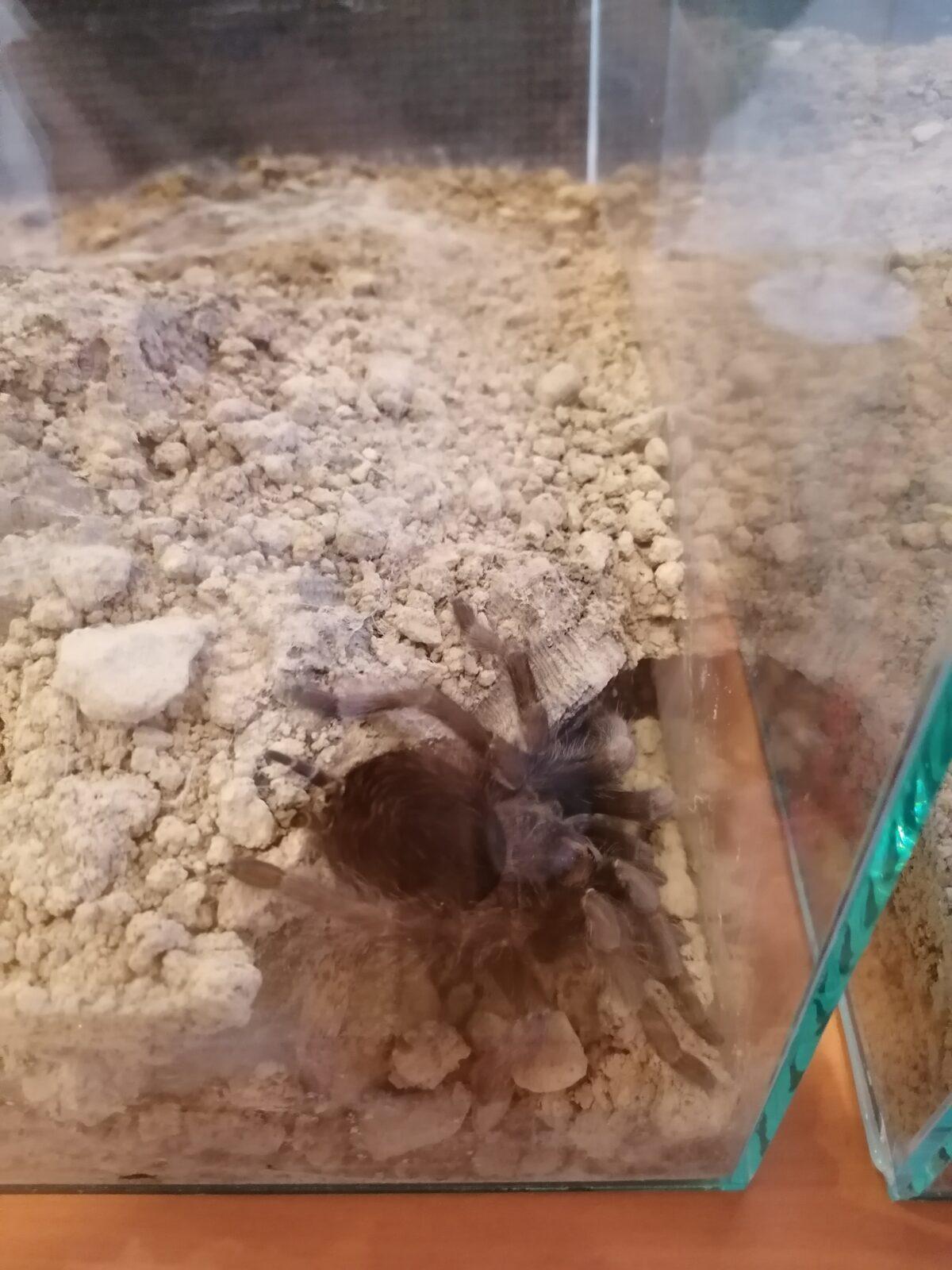 výlet na výstavu pavouků v Ústí nad Orlicí :-) - 65