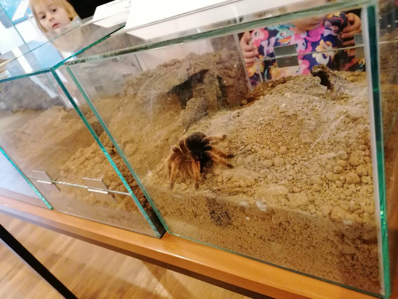 výlet na výstavu pavouků v Ústí nad Orlicí :-) - 67