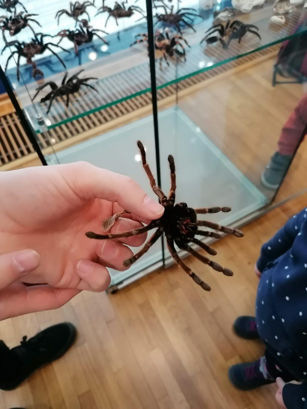 výlet na výstavu pavouků v Ústí nad Orlicí :-) - 73