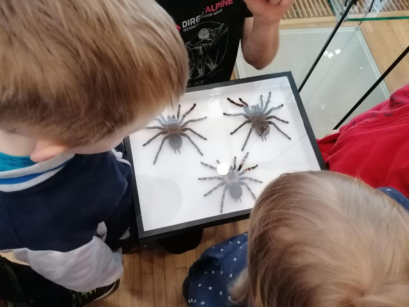 výlet na výstavu pavouků v Ústí nad Orlicí :-) - 80