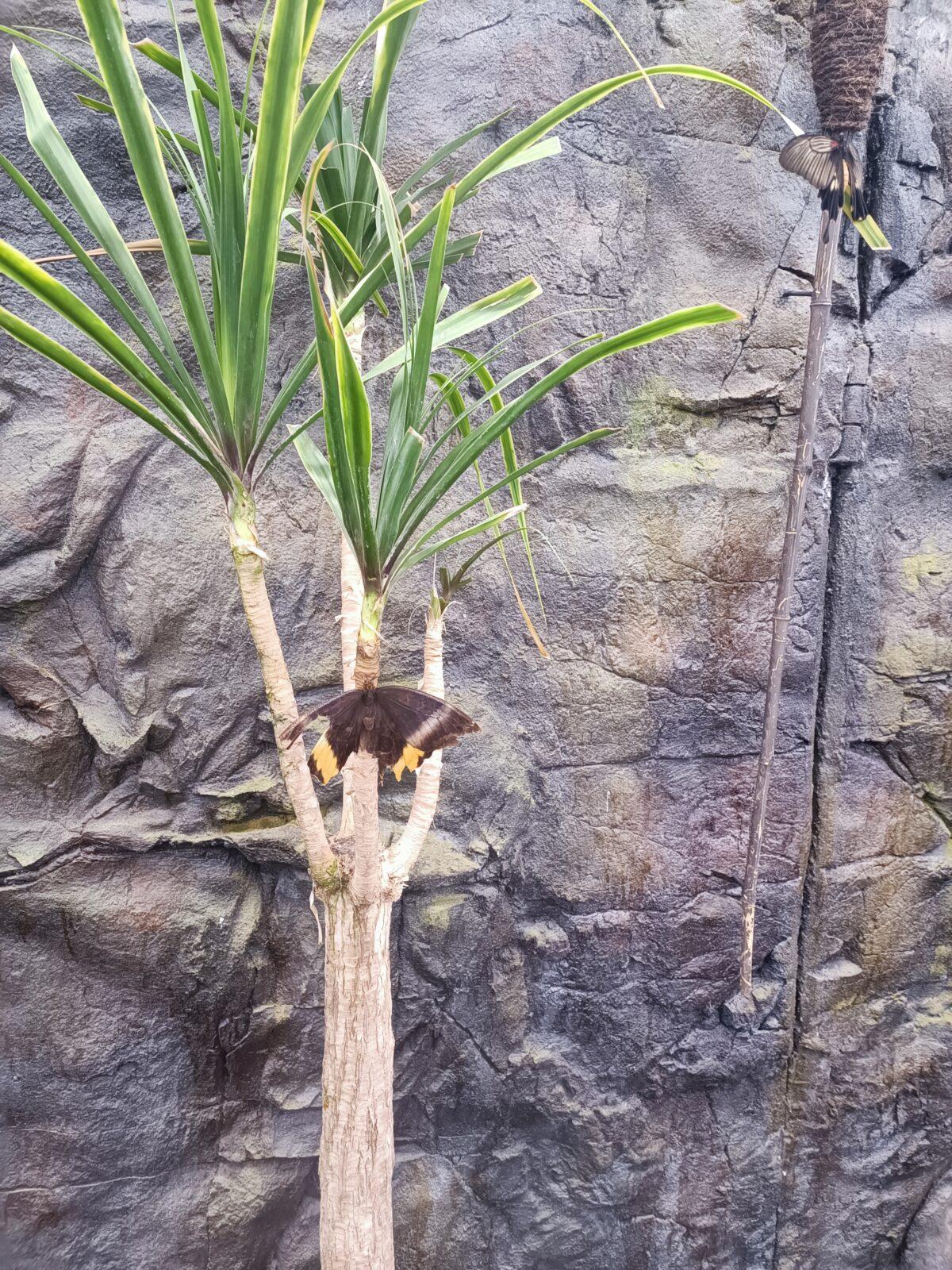 TLAPKY - 2 - motýlci a HAMELYS - 11