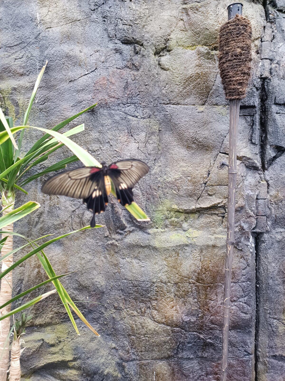 TLAPKY - 2 - motýlci a HAMELYS - 12