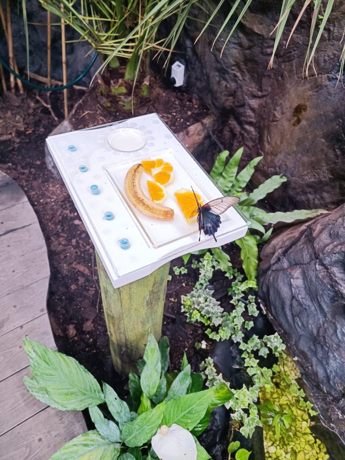 TLAPKY - 2 - motýlci a HAMELYS - 13