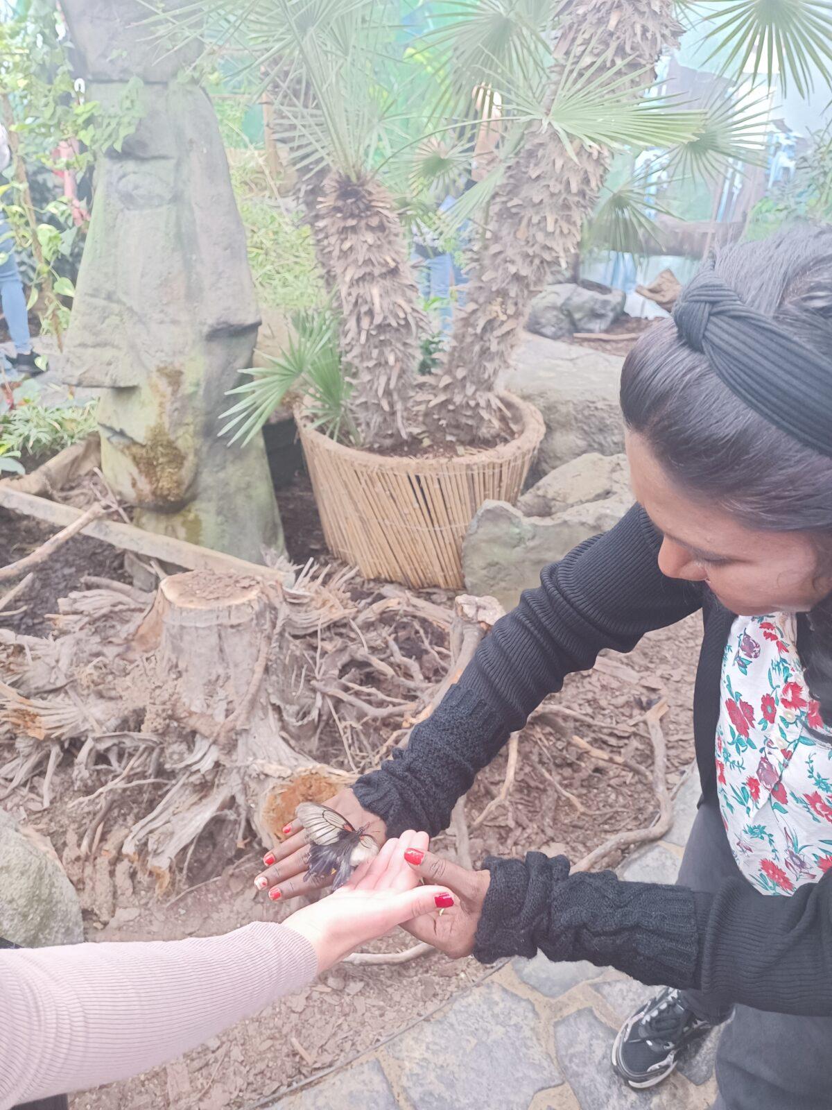 TLAPKY - 2 - motýlci a HAMELYS - 21