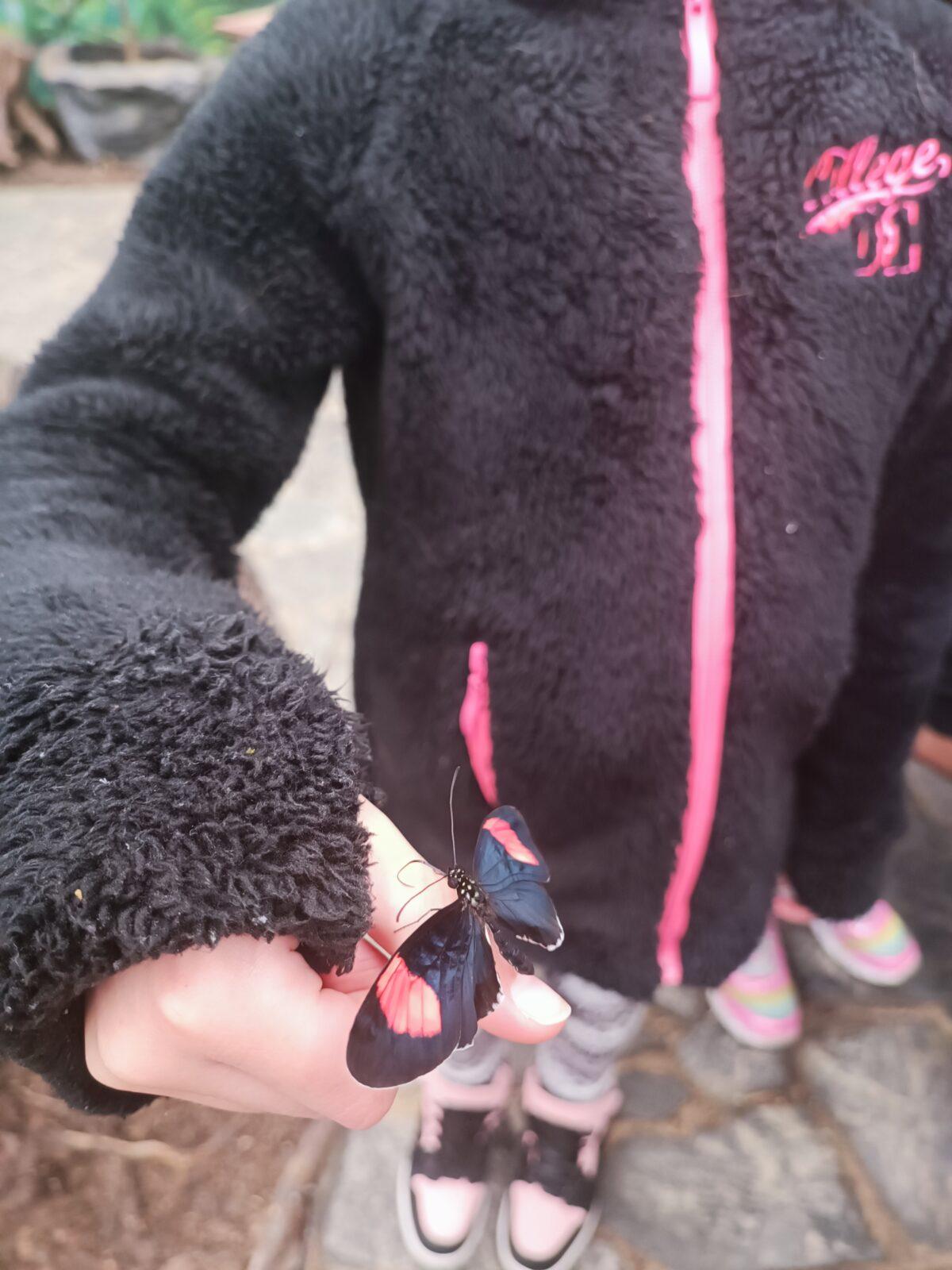 TLAPKY - 2 - motýlci a HAMELYS - 24