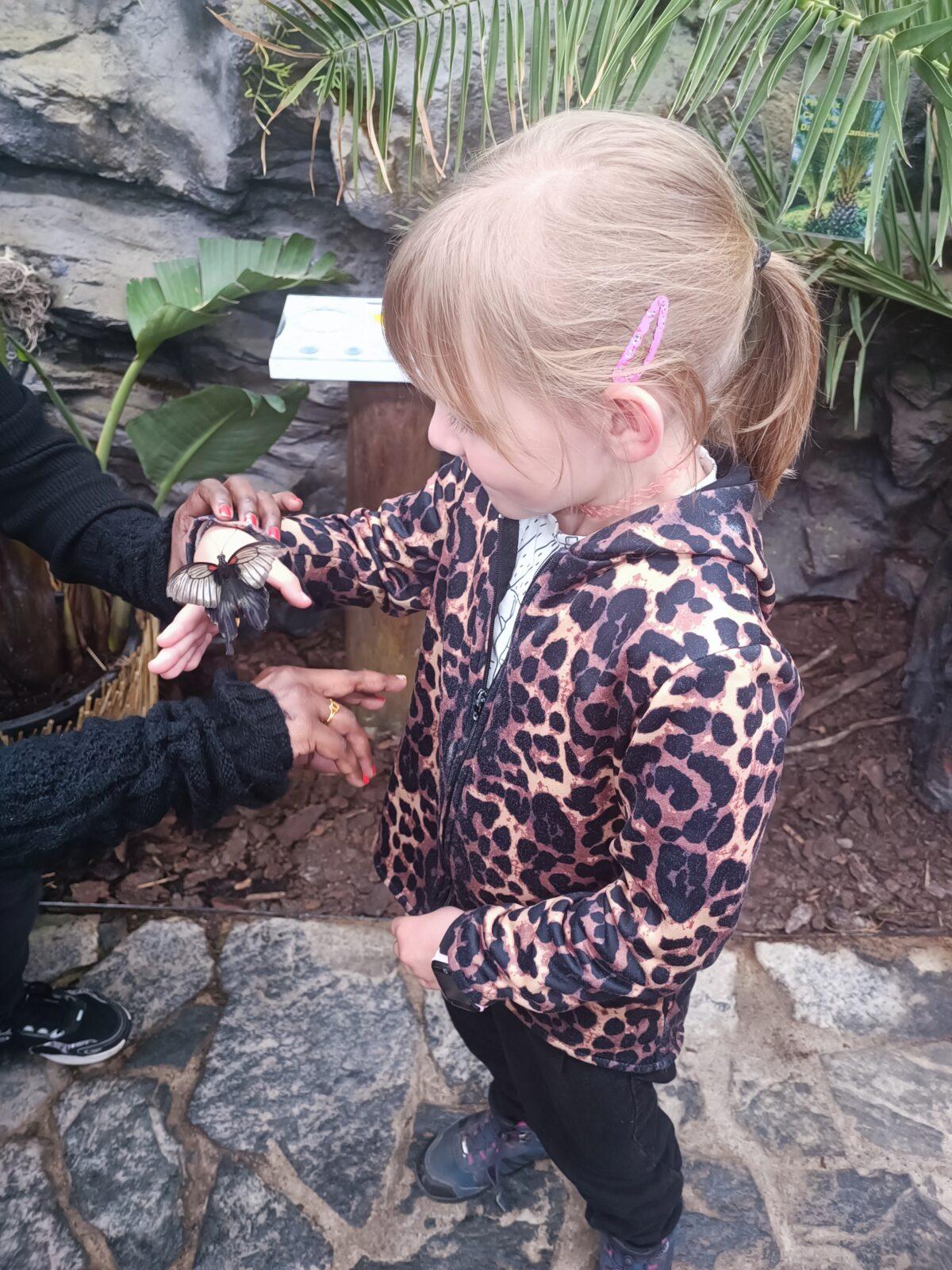 TLAPKY - 2 - motýlci a HAMELYS - 25