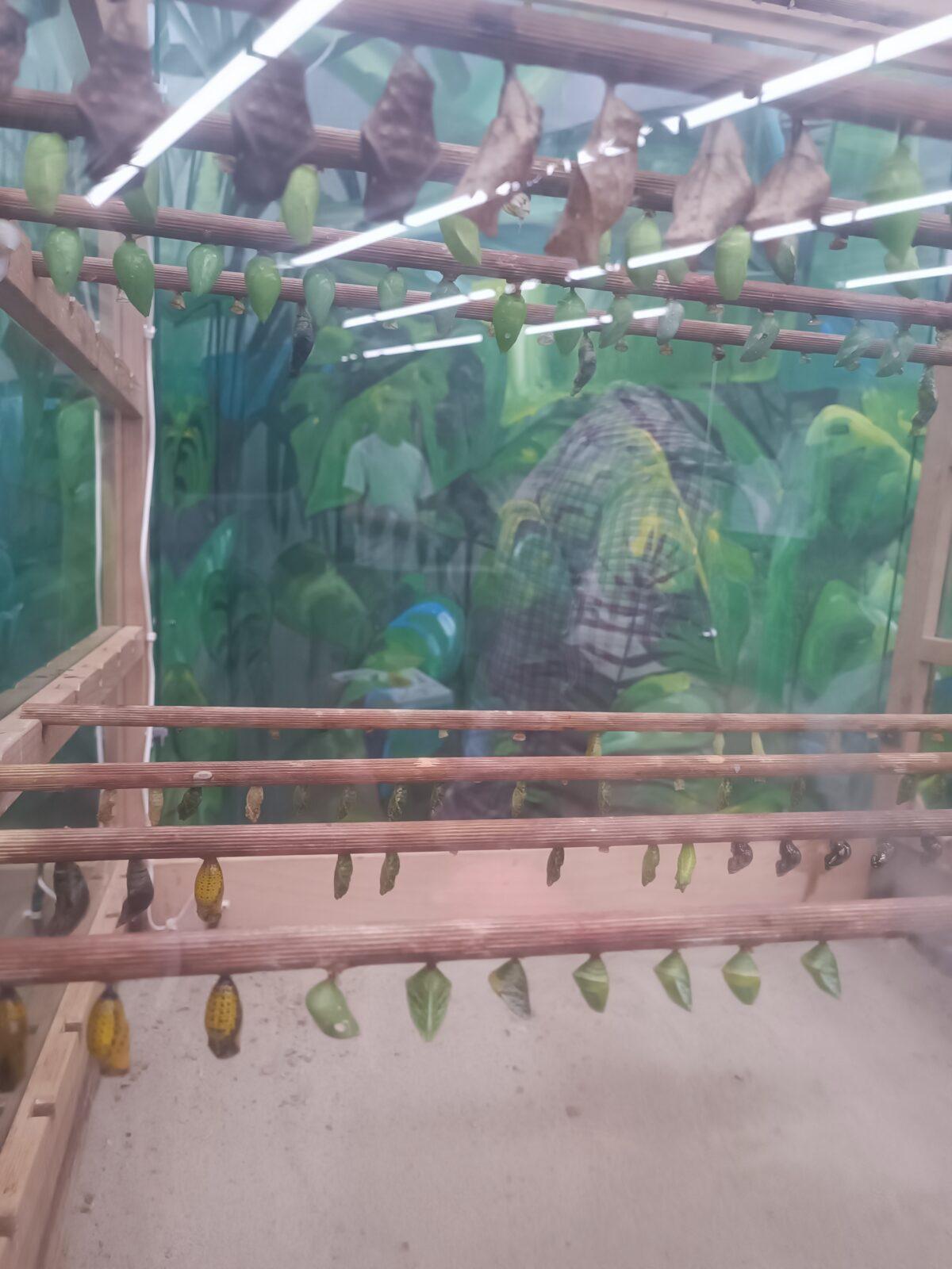 TLAPKY - 2 - motýlci a HAMELYS - 30