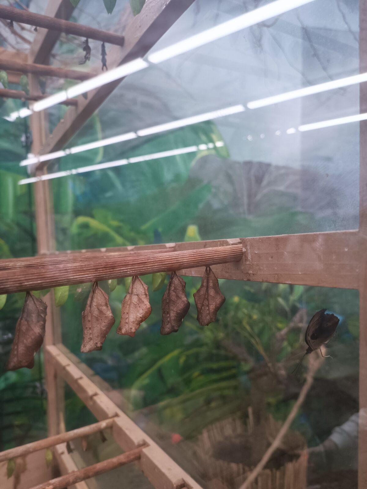 TLAPKY - 2 - motýlci a HAMELYS - 32