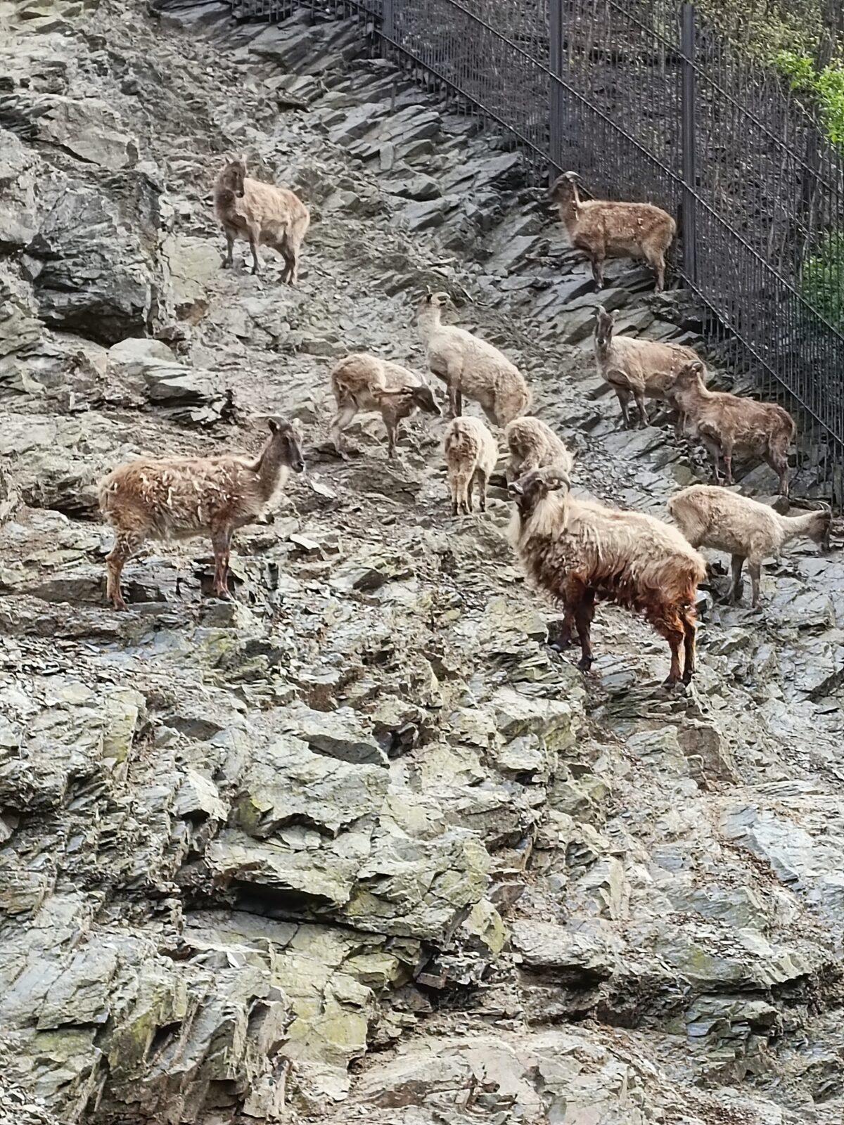 TLAPKY - Praha v ZOO - 46