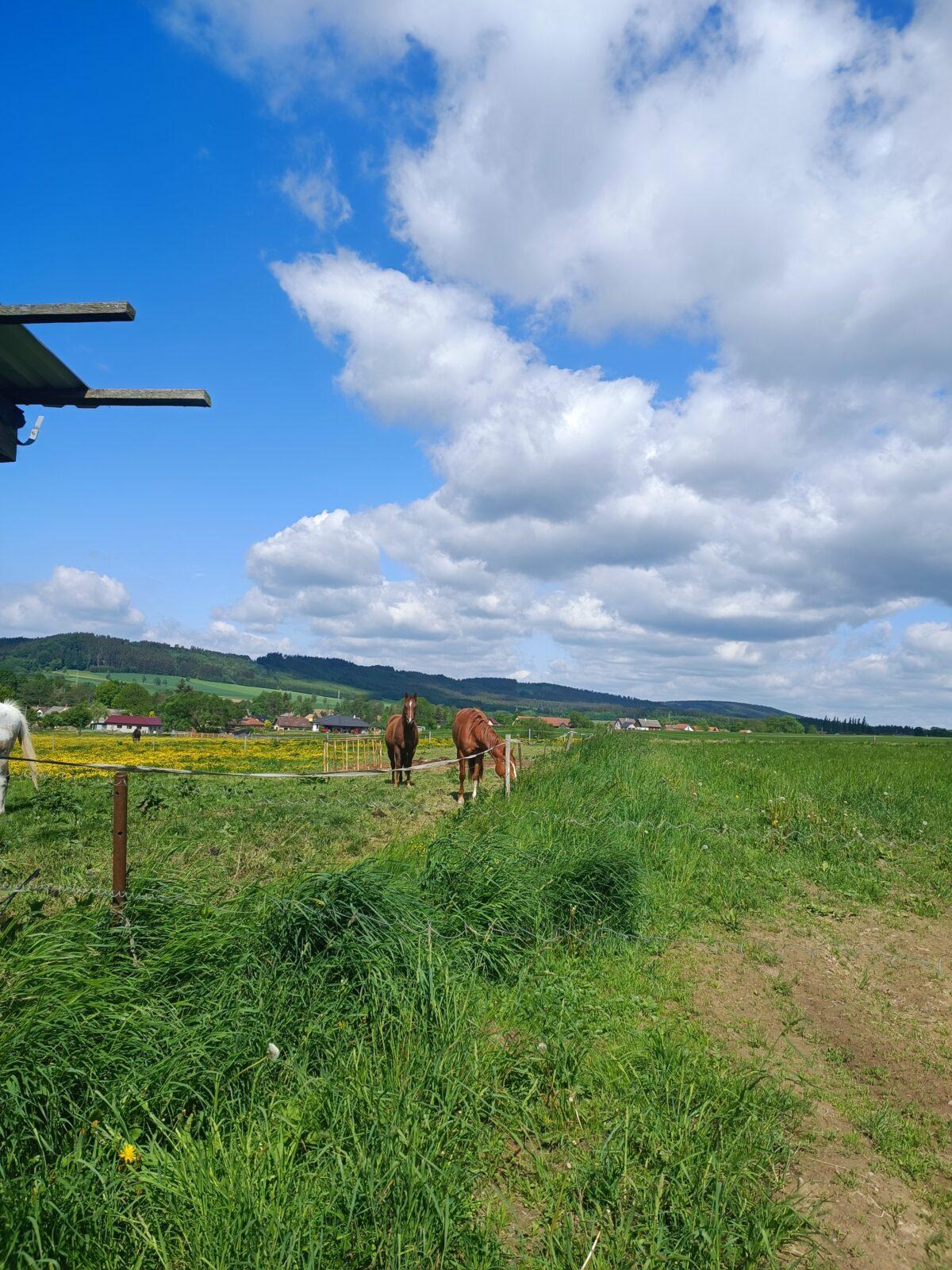 TLAPKY - České  Libchavy - 14