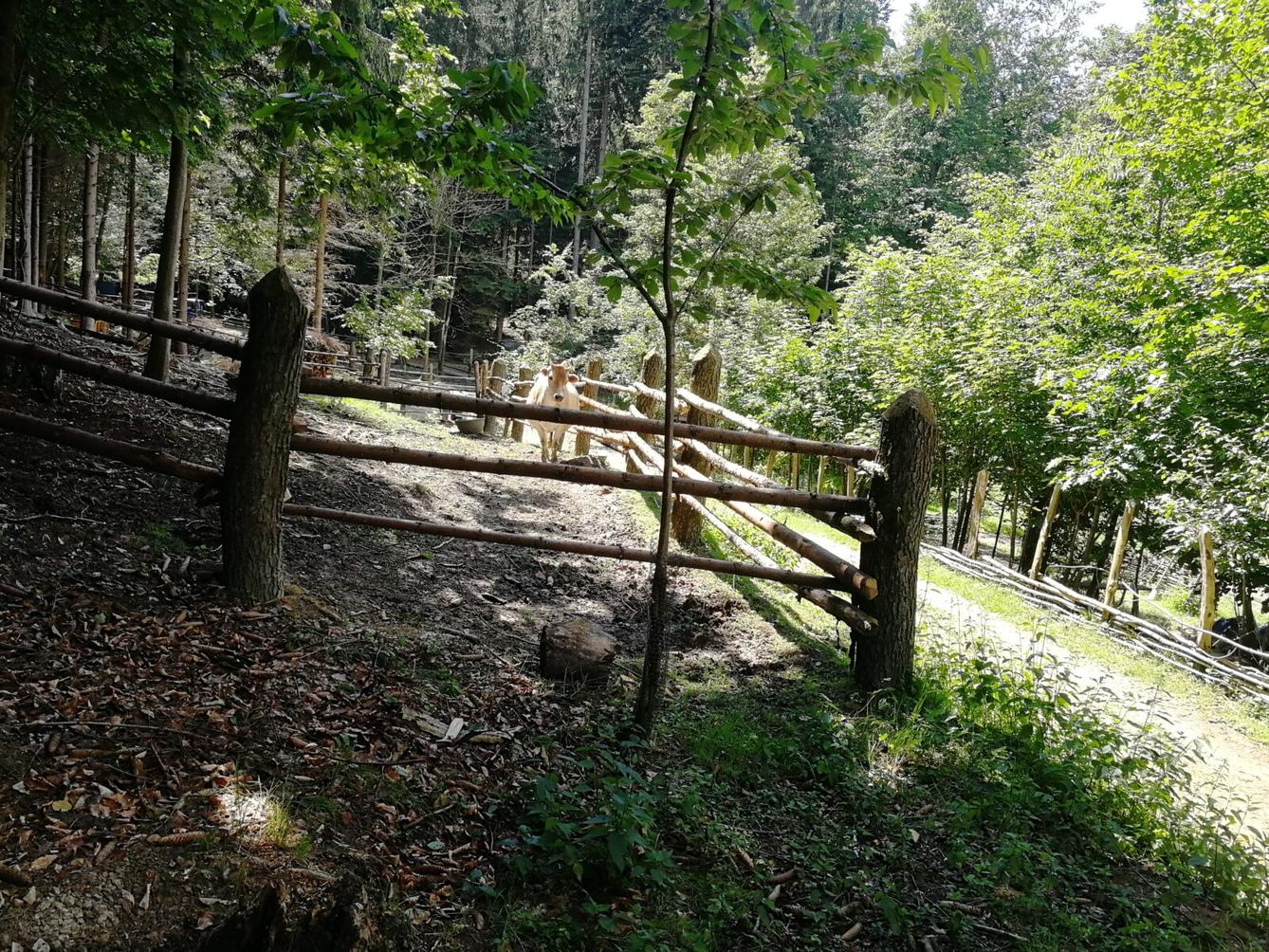 Dějepisná exkurze do pravěku - 6. A - 4