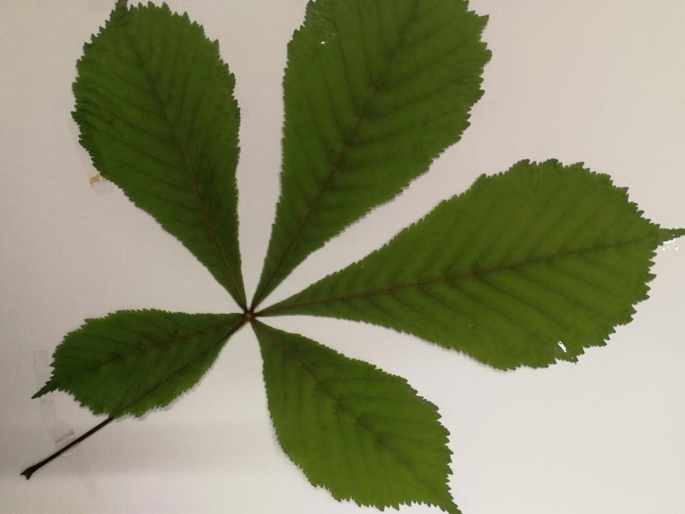 Herbář - zlomek naší květeny - 6