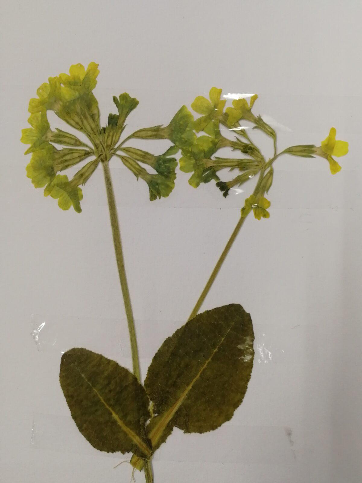 Herbář - zlomek naší květeny - 8