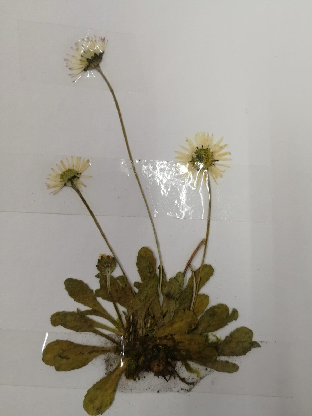 Herbář - zlomek naší květeny - 9