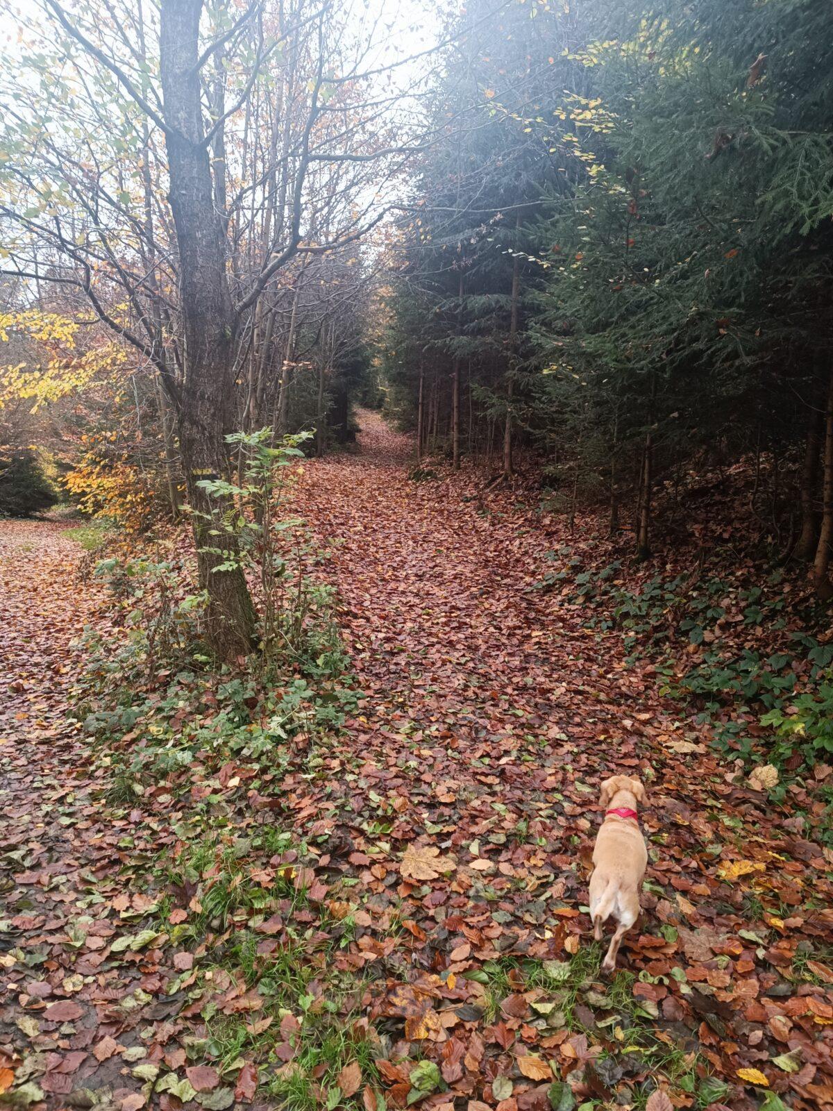 TLAPKY - říjen - 28