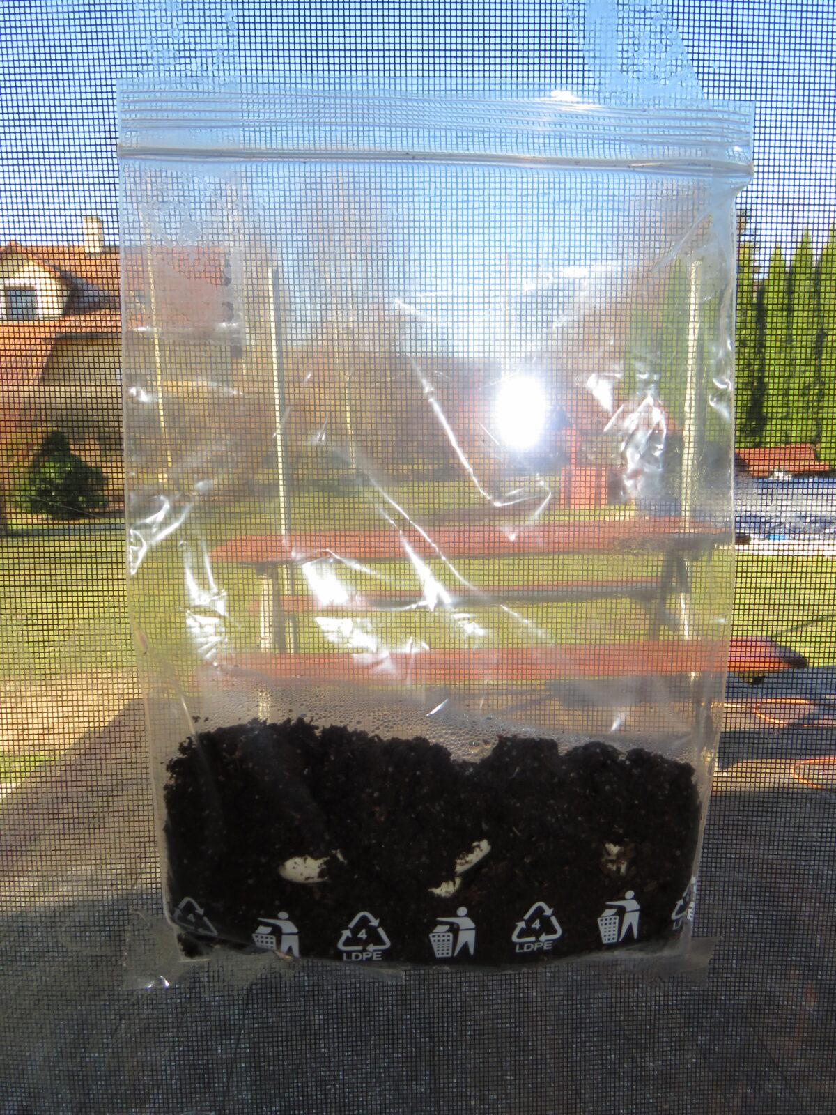 Distanční výuka v MŠ Kamarád (Jaro přišlo do vsi - předškoláci) :-) - 49