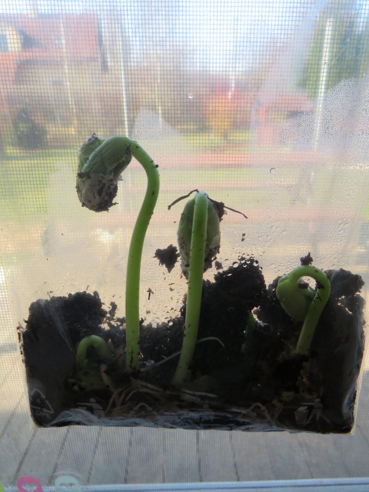 DISTANČNÍ VÝUKA V MŠ KAMARÁD (O třech zakletých stromech)- předškoláci - 51