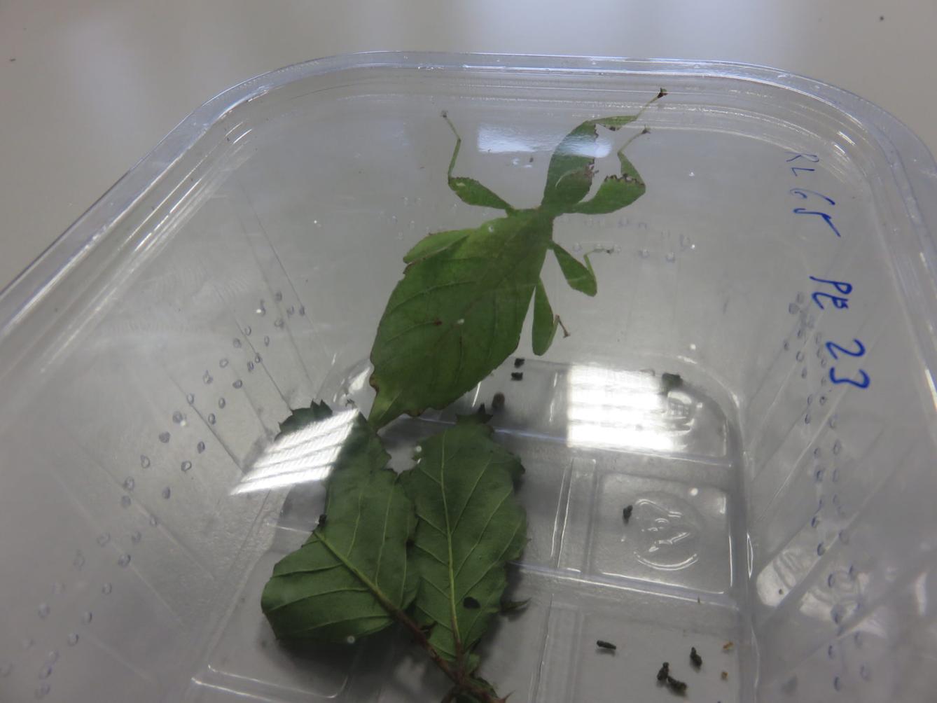 Klub zábavné logiky a deskových her na Univerzitě Hradec Králové - 40