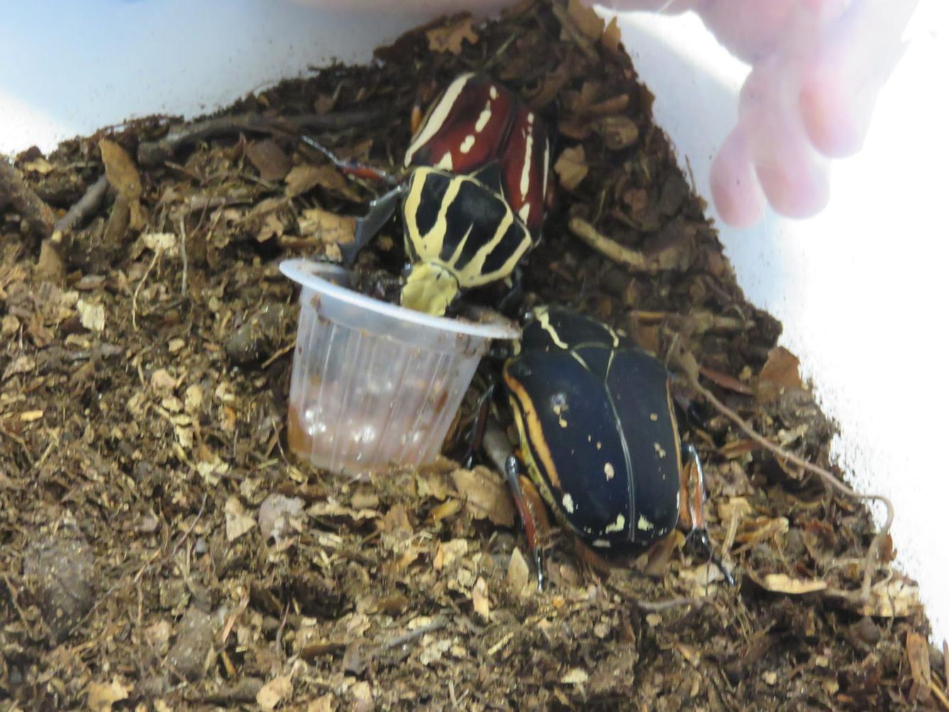 Klub zábavné logiky a deskových her na Univerzitě Hradec Králové - 42