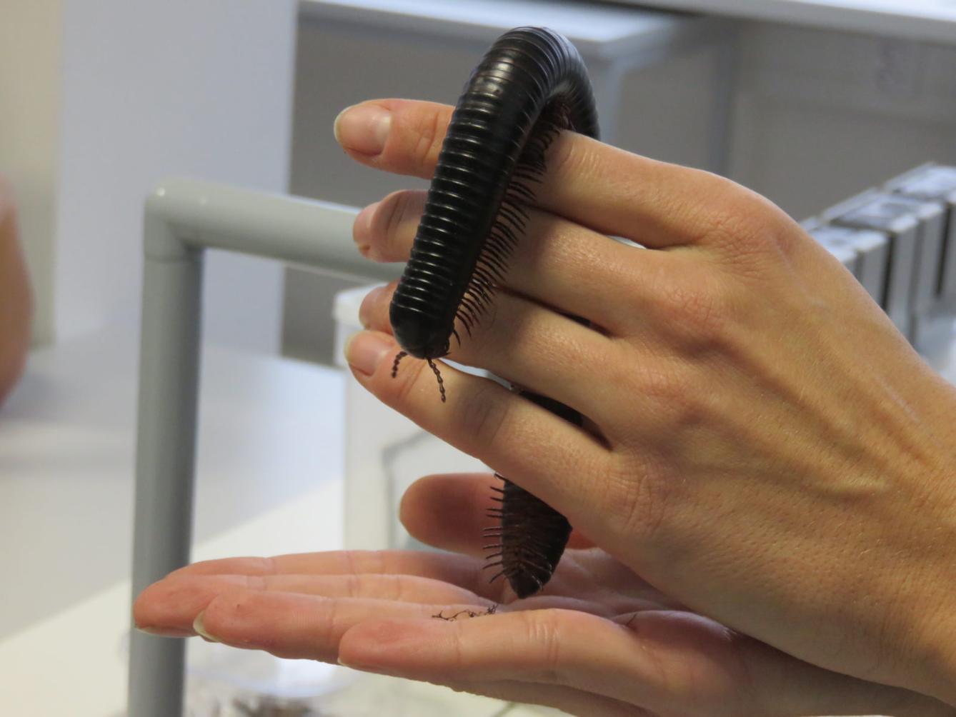 Klub zábavné logiky a deskových her na Univerzitě Hradec Králové - 44