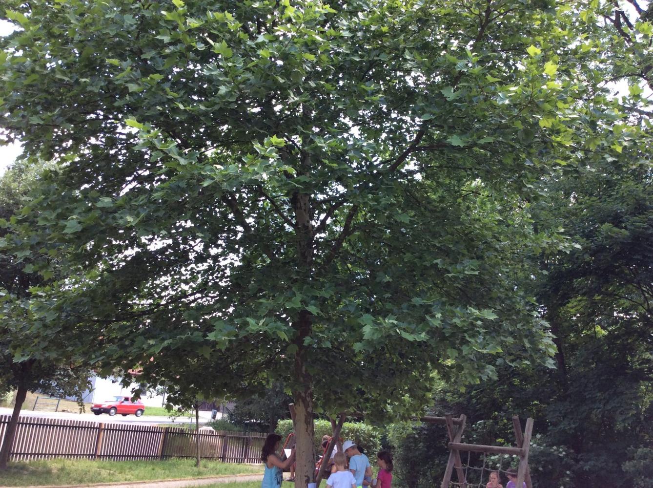 SVÁTEK  STROMŮ - 1